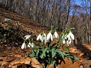 43 Festa di fiori sui sentieri al Monte Zucco - Galanthus nivalis (Bucanevi) nella splendida secolare faggeta